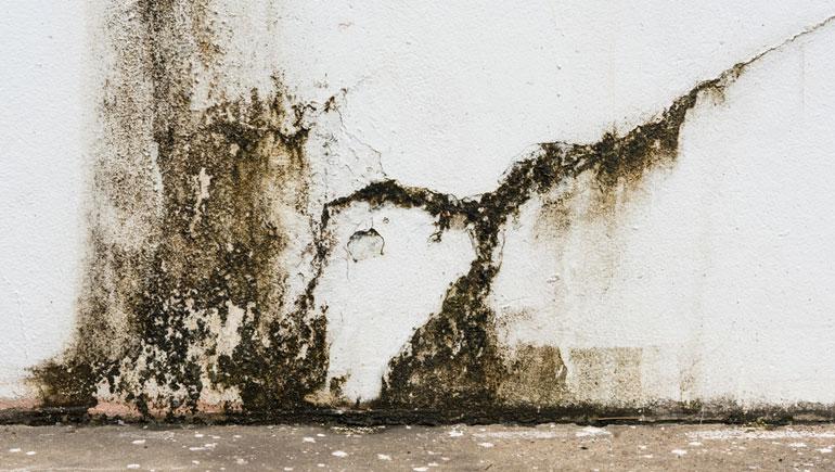 How to Prevent Mold in Your Ocean County Home