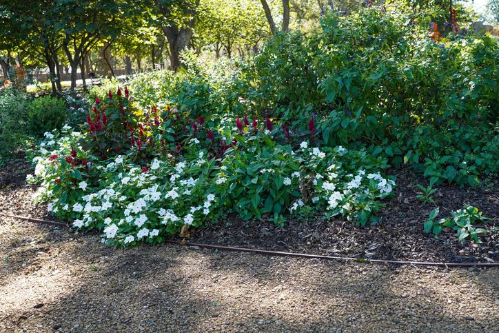 Xeriscape Gardening Saves Water – And Money