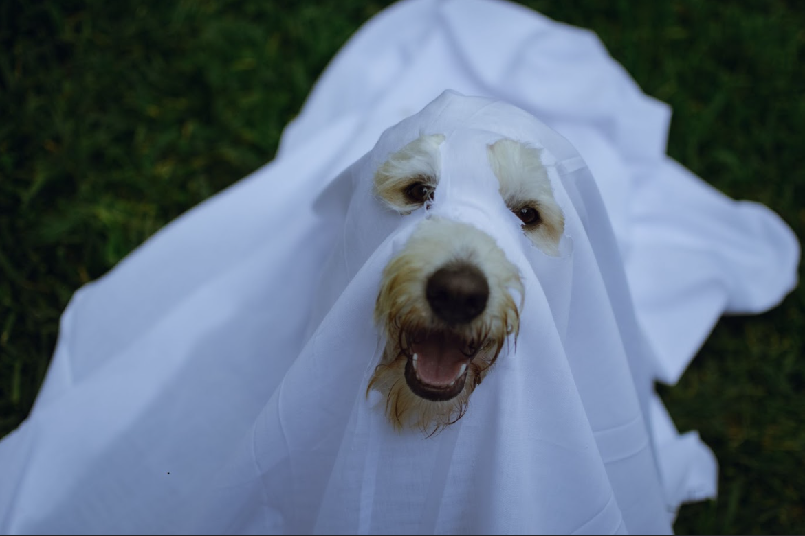 dog in ghost costume