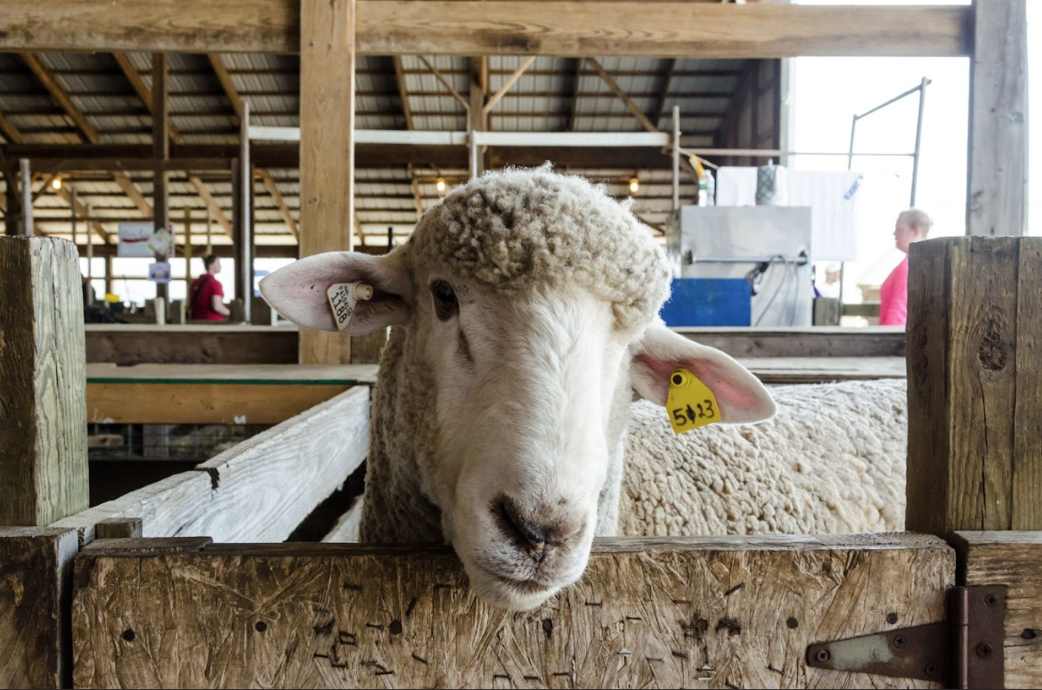 sheep